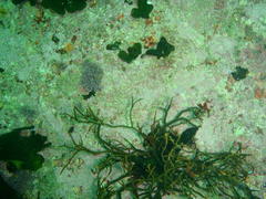 Bifurcariopsis capensis