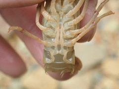 Faxonius cristavarius