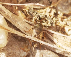 Megalonotus sabulicola