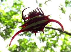Gasteracantha falcicornis