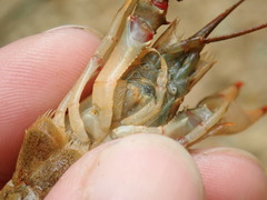 Faxonius cristavarius