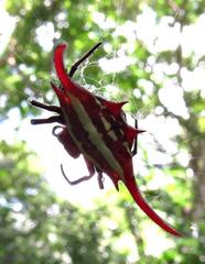 Gasteracantha falcicornis