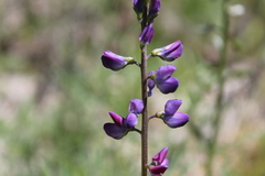 Lupinus truncatus