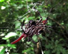 Gasteracantha falcicornis