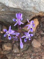 Lapeirousia pyramidalis