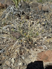 Adenophyllum cooperi