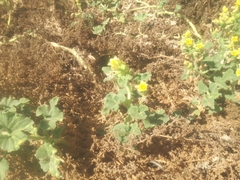 Ecballium elaterium