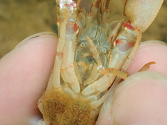 Faxonius cristavarius