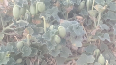 Ecballium elaterium