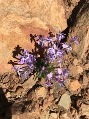 Lapeirousia pyramidalis