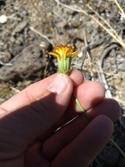 Adenophyllum cooperi