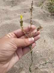 Linaria sabulosa