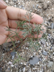 Artemisia arenaria