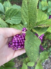 Callicarpa americana
