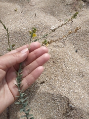 Linaria sabulosa