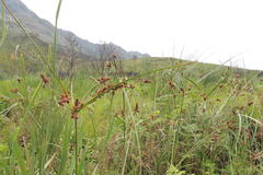 Cyperus thunbergii