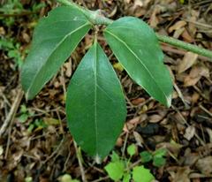 Rhoicissus revoilii