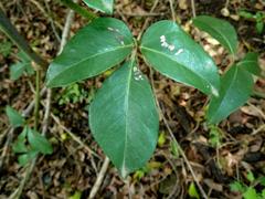 Rhoicissus revoilii