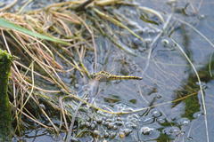Orthetrum cancellatum