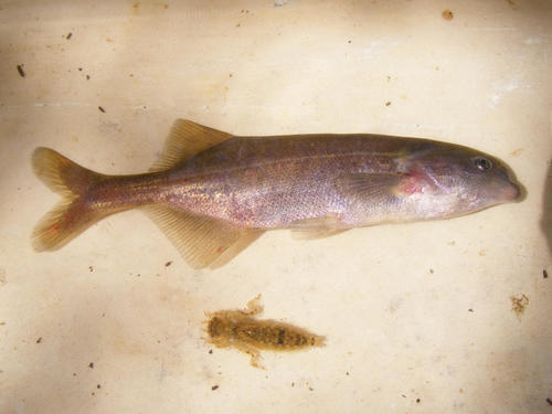 Marcusenius pongolensis