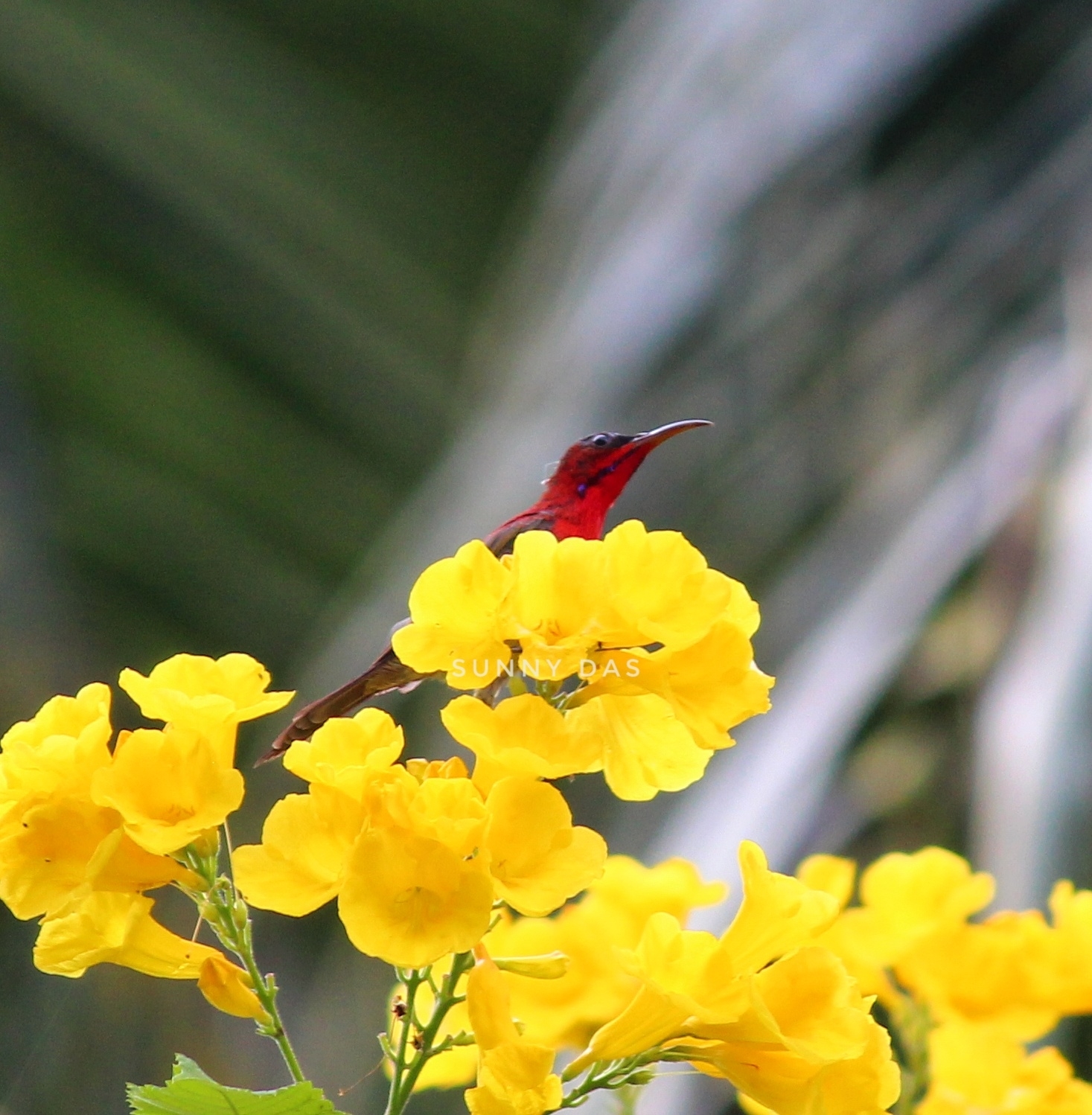 Crimson Sunbird