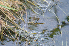 Orthetrum cancellatum