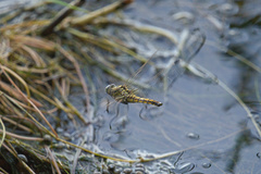 Orthetrum cancellatum