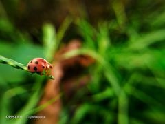 Epilachna tredecimnotata