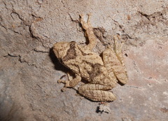 Scinax acuminatus