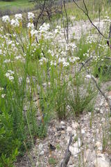 Pseudoselago candida