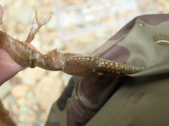 Cambarus guenteri