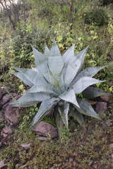 Agave shrevei