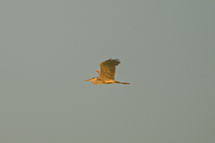 Ardea cinerea