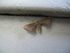 Bombycidae