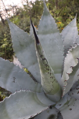 Agave shrevei
