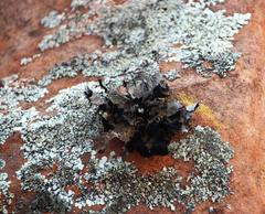 Xanthoparmelia hottentotta