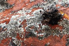 Xanthoparmelia hottentotta