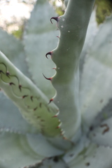 Agave shrevei