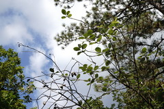 Aria umbellata