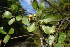 Aria umbellata