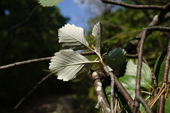 Aria umbellata