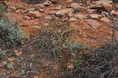 Stilpnogyne bellidioides