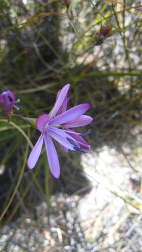 Geissorhiza ramosa
