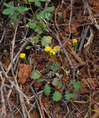 Stilpnogyne bellidioides