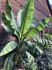 Ensete