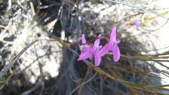 Disa inflexa