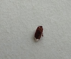 Amnestus pusillus