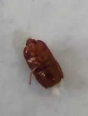 Amnestus pusillus