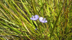 Psoralea trullata