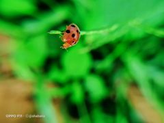 Epilachna tredecimnotata